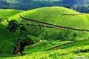  Nilgiris drop taxi